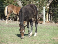 Foals 2006