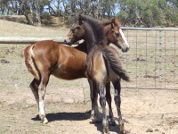 Foals 2012