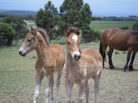 Foals 2011