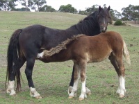 Foals 2010