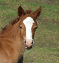 Foals 2007