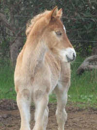 Foals 2008