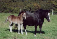 Foals 2005